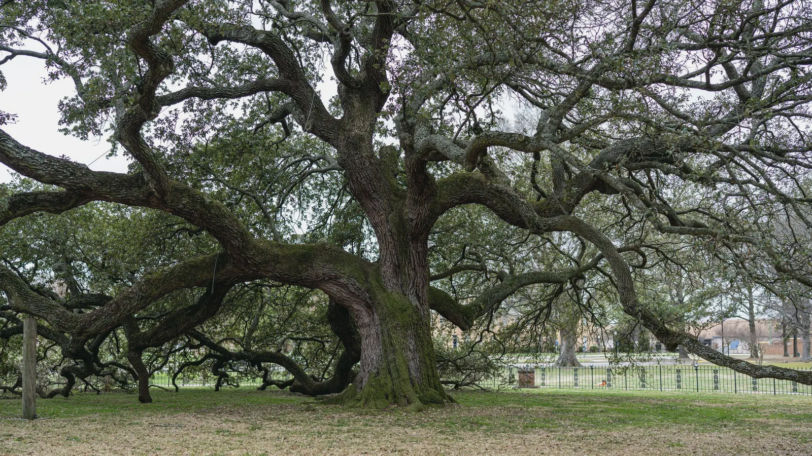 A wide old live oak spreading its limbs low over a lawn in a Charleston park.