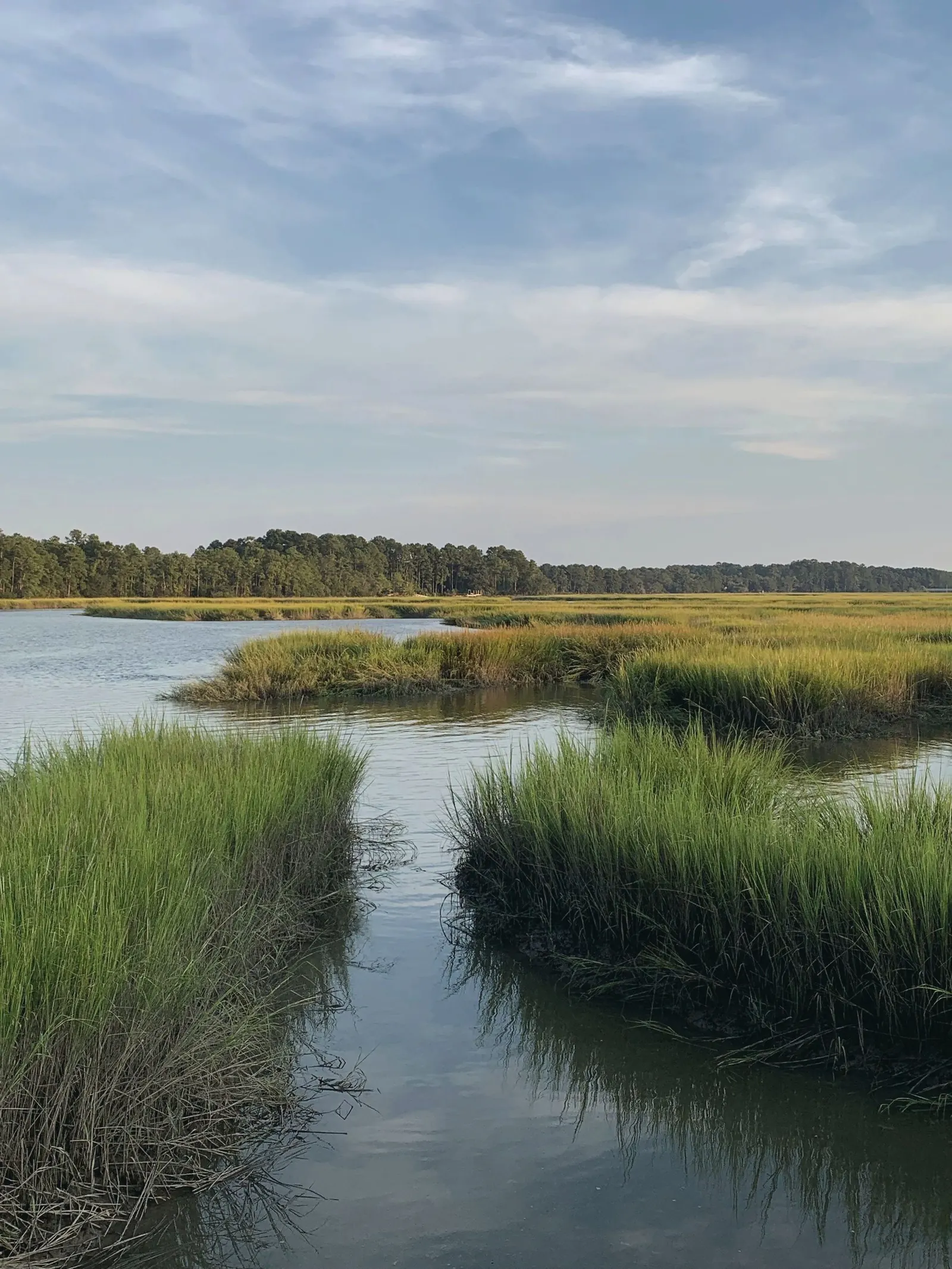 A tidal creek winding between green spartina grass in a South Carolina salt marsh.