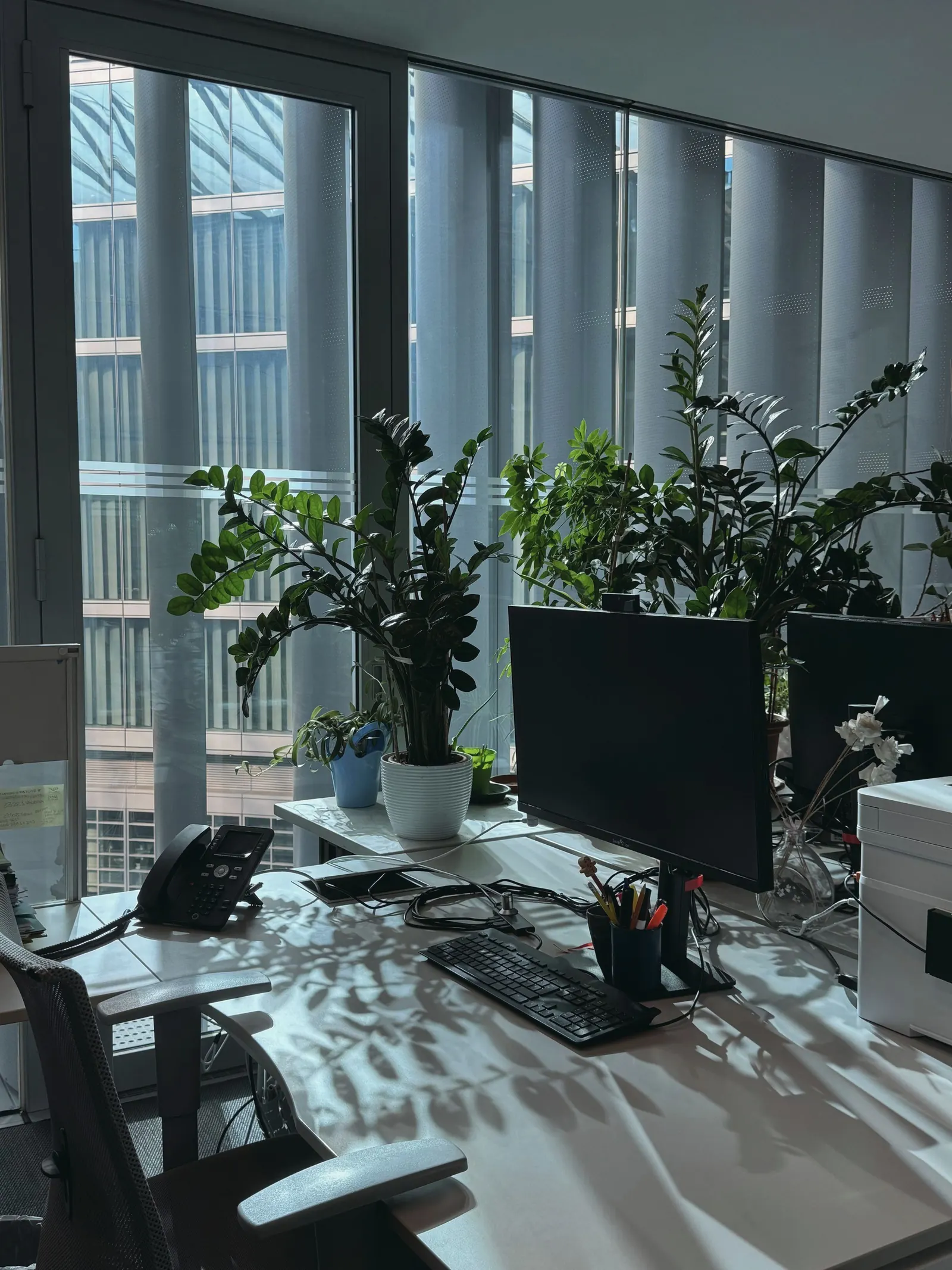 A desk with monitors and leafy plants in front of a tall office window casting dappled shadows.